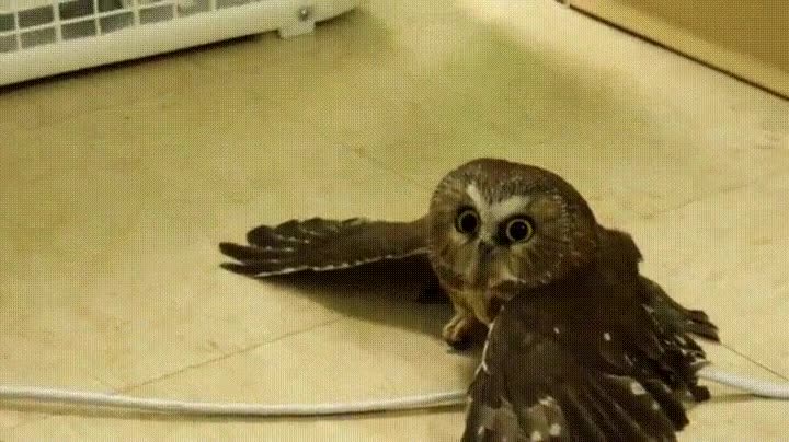 encontrar,buho,lugar,aire acondicionado,agosto