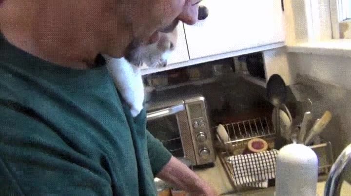Enlace a El mejor pasatiempo de este gato es ver cómo se friegan los platos