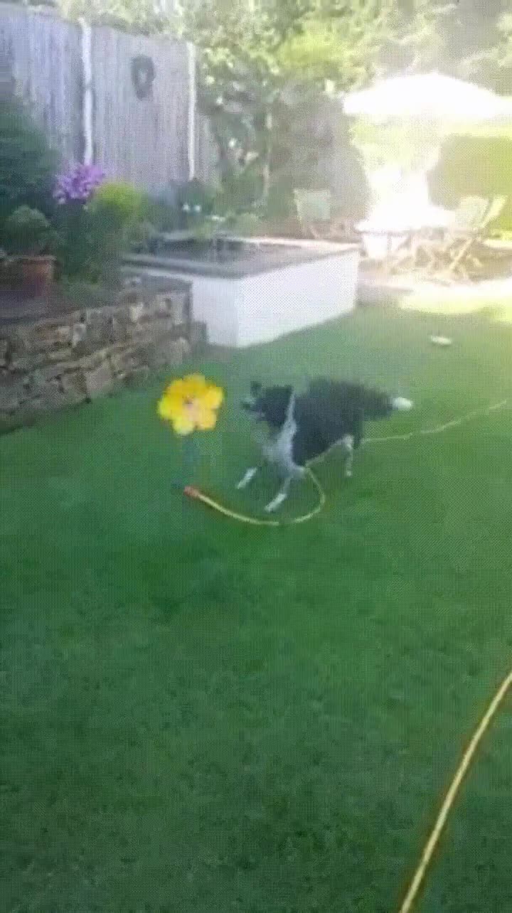 juguete,favorito,perro,d&iacute;as,calurosos,jard&iacute;n