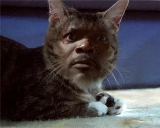 samuel l catson,chistess,gato,cara,girar