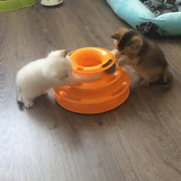 gatos,jugar,pelota,entretenidos