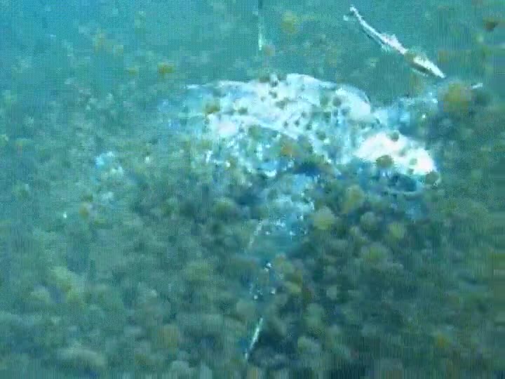 buffet,libre,comida,hambre,est&oacute;mago vac&iacute;o