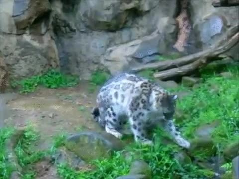 piedra,panico,salto,susto