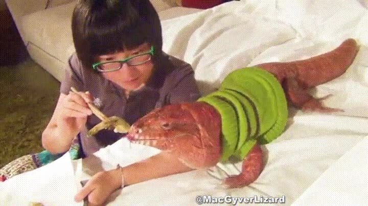 tener,perro,mascota,demasiado,mainstream