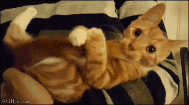 gato,cola,necesitar,nadie,feliz