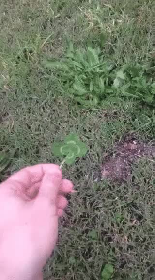 encontrar,trebol,4 hojas,mala suerte,perro