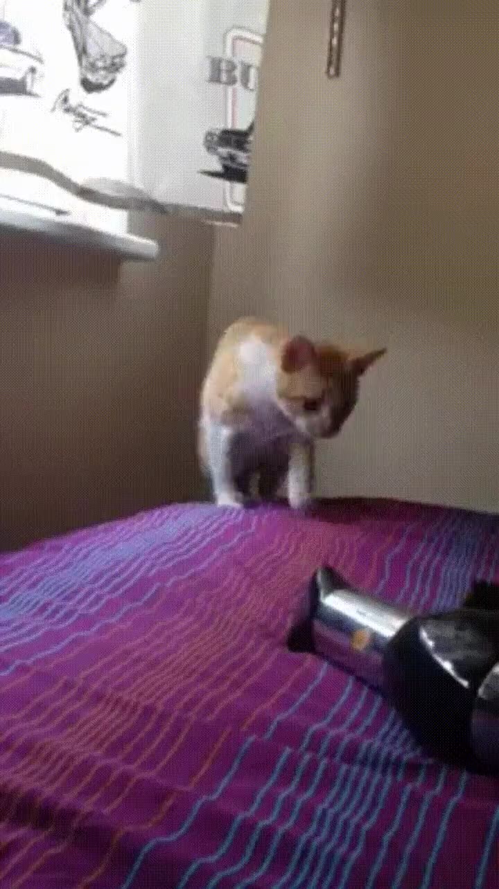 gato,secador,nunca,llevar bien,cama,susto