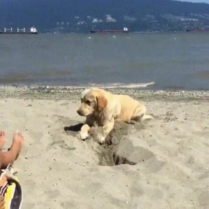 descanso,perro,agujero,solo,arena