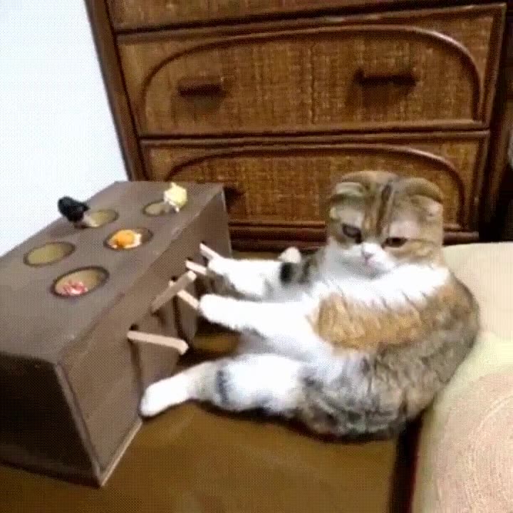 gato,imrpesionar,juguete,palancas