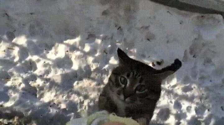 gato,escalar,ventana,principe