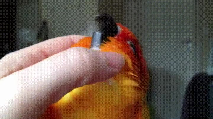 loro,felicidad,caricias