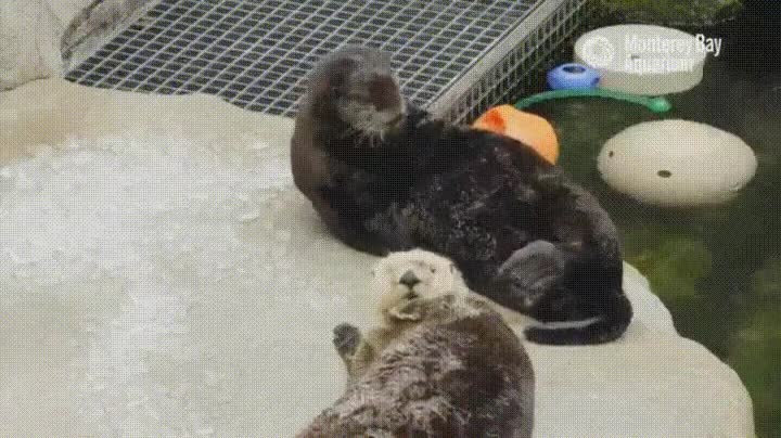 nutria,feliz,adorable,aplaudir