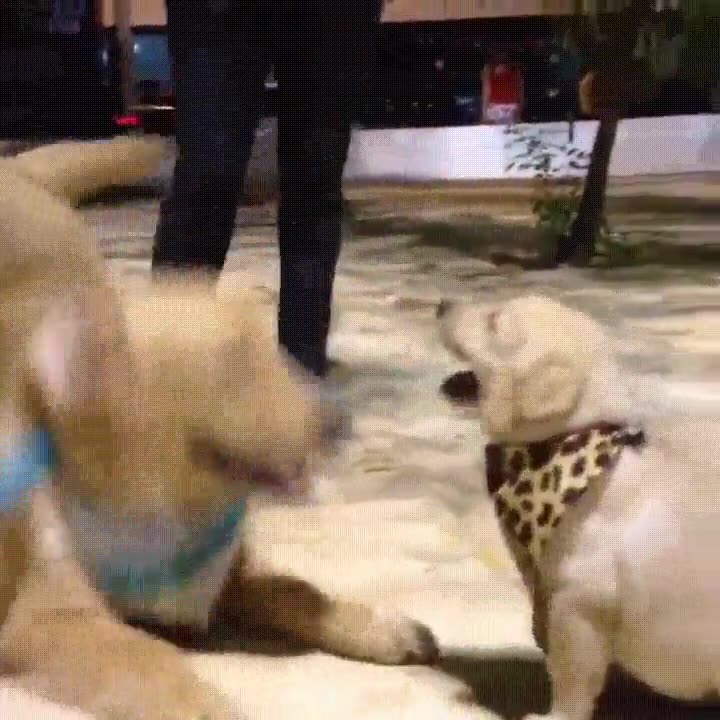 perro,cachorro,jugar,diversi&oacute;n