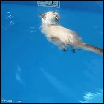 gato,nadar,piscina