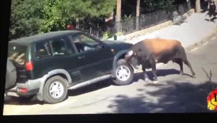 aparcar,toro,miedo