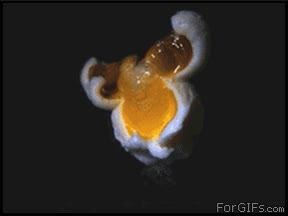 palomitas,transformaci&oacute;n