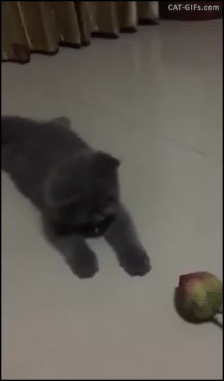 Enlace a NINJA CAT IS HERE