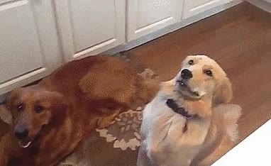 brujería,cheereo,perro,lanzar