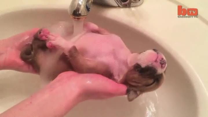 ba&ntilde;o,relajar,perro,cachorro