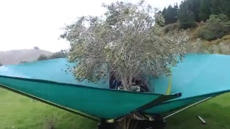 coger,oliva,twerking,vibrar