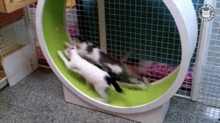 remedio,efectivo,obesidad,felina,rueda,correr