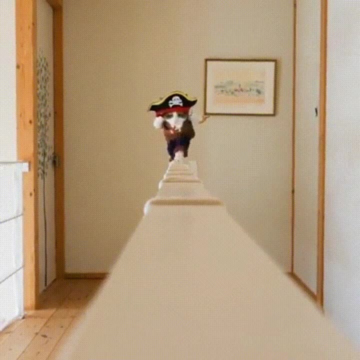 gato,pirata,disfraz,divertido