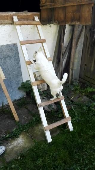 perro,subir,escaleras,gato