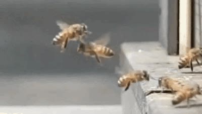 colisi&oacute;n,c&aacute;mara lenta,abejas,choque