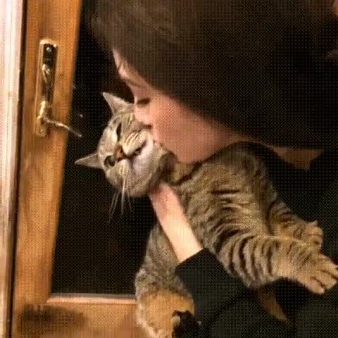 gato,beso,arisco,no amor
