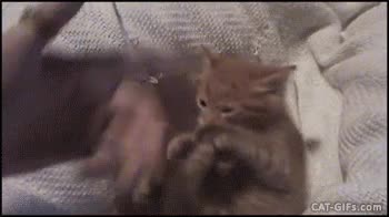 gato,arriba,las manos,atracar,truco