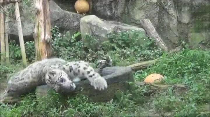 leopardo,fotog&eacute;nico,seducir,c&aacute;mara
