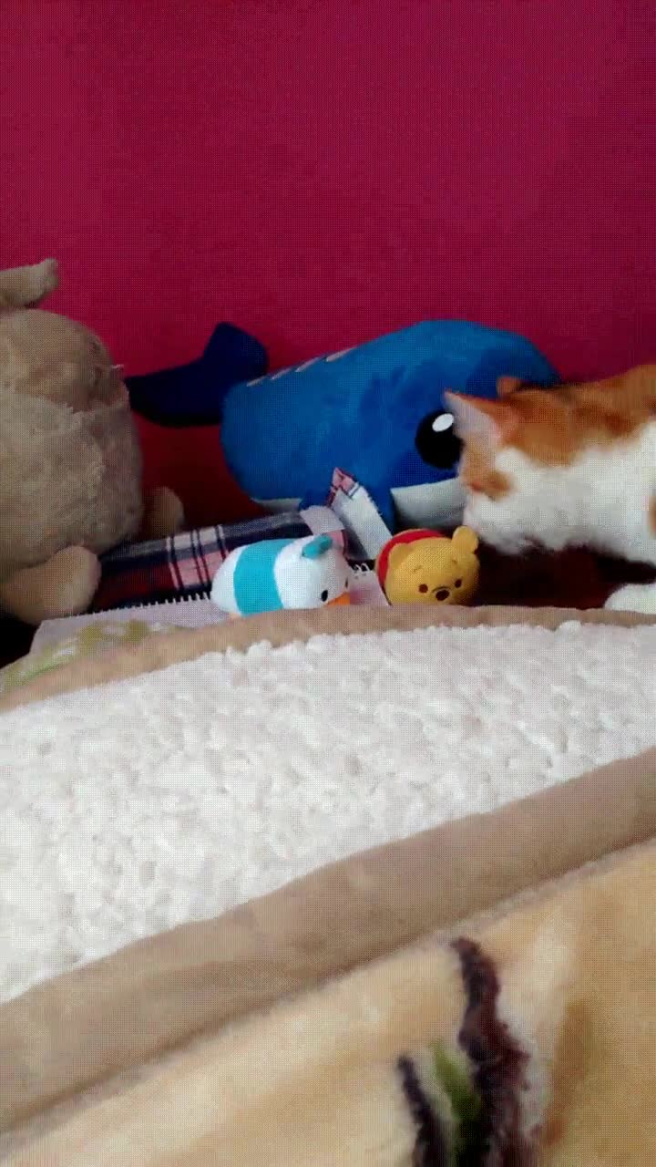 gato,salvaje,atacar,oso,peluche