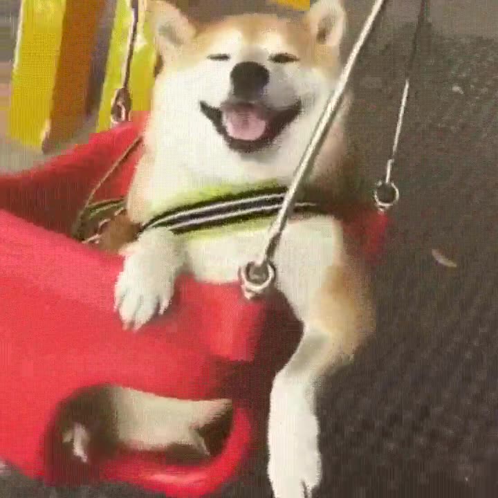 perro,columpio,cara,felicidad