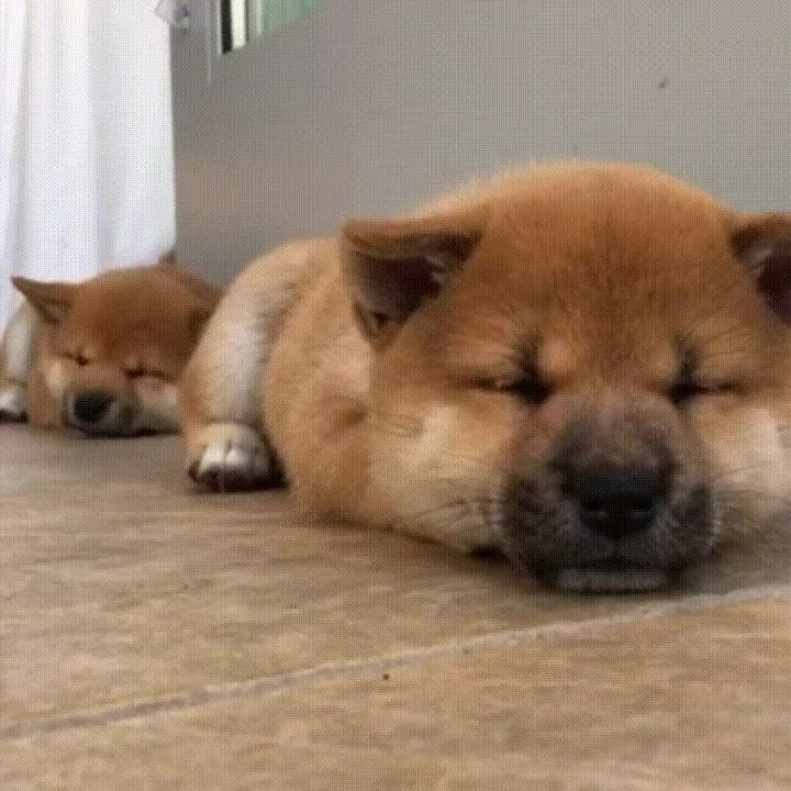 profesor,perros,sue&ntilde;o,dormir,lunes,ma&ntilde;ana