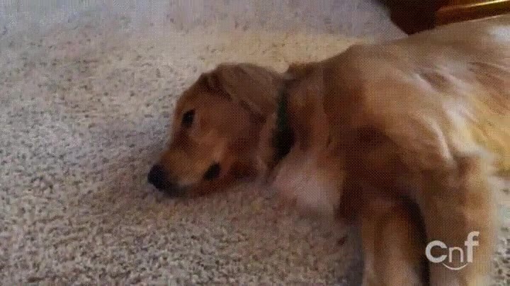 perro,resaca,sue&ntilde;o