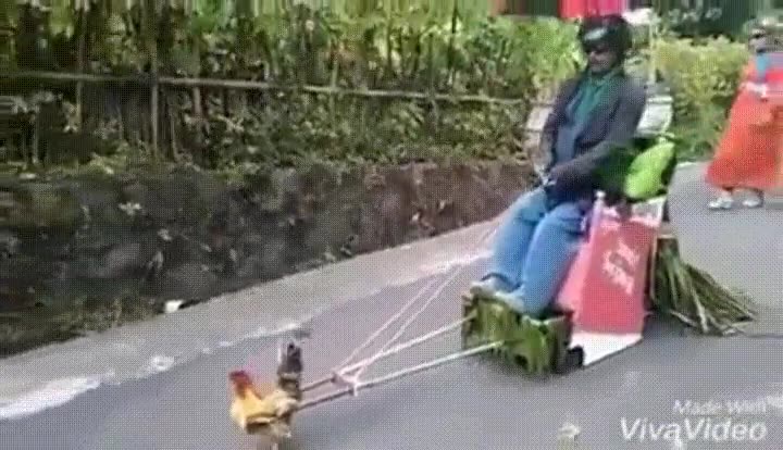 gallina,fuerte,mundo,estirar,fuerza