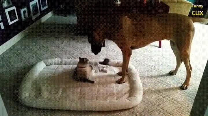 gato,resistencia,mover,cama,perro