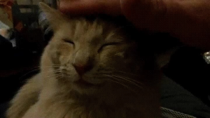 todos,gustar,felicitar,trabajo,gato