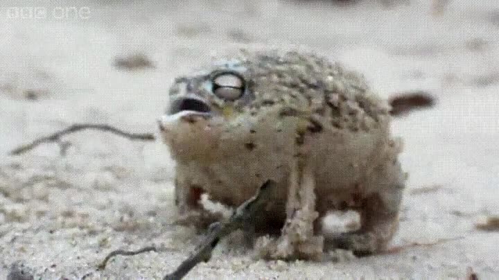 existir,especies,ranas,extra&ntilde;as,mundo