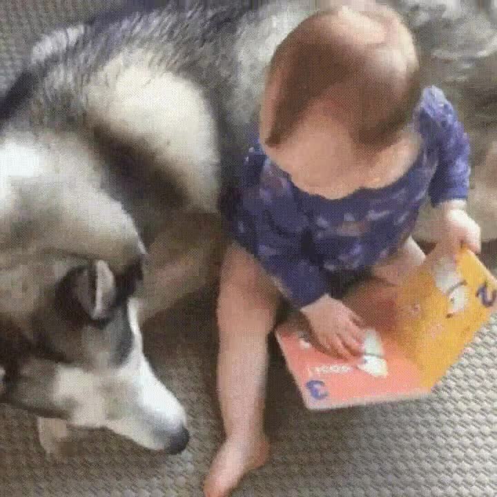 despertar,perro,salir,libro,mira,ni&ntilde;o