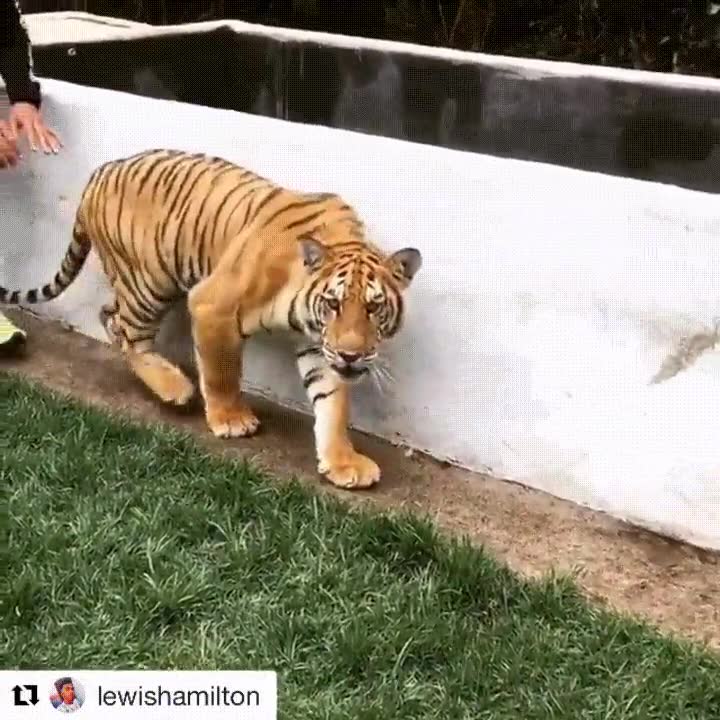 valor,susto,tigre,espalda,sigilo