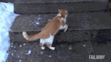 pegar,pi&ntilde;azo,gato,irse,dignamente