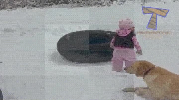 gimnasio,perro,arrastrar,agujetas