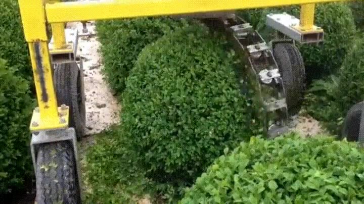 crear,arbusto,perfecto,circunferencia,cortar