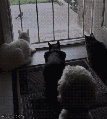 perro,troll,gatos,mirar,susto