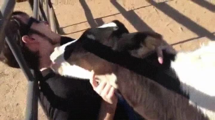 mejor,preliminares,besos,cuello,pasi&oacute;n