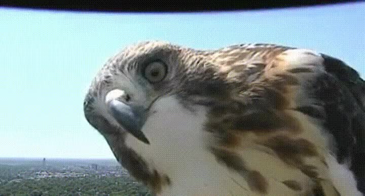 halc&oacute;n,ver,reflejo,primera vez