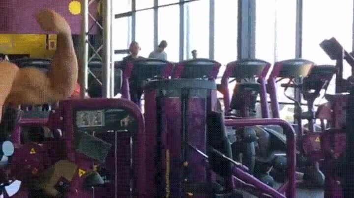 chicas,embobada,cuerpo,gimnasio