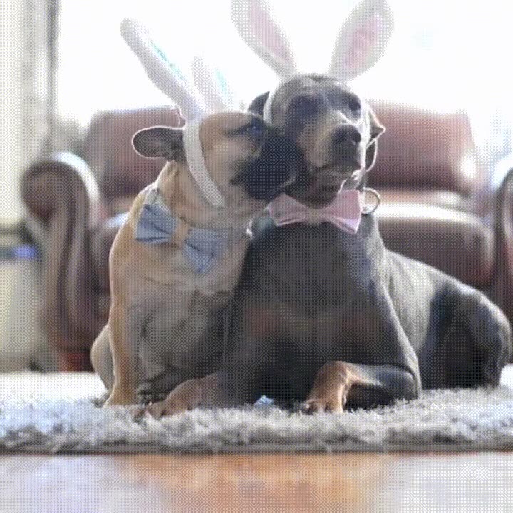 ocurrir,mejor,forma,definir,amor,perro