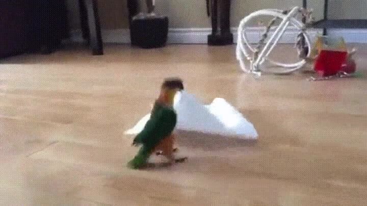 saltar,pajaro,contento,&iexcl;Tengo un pa&ntilde;uelo!